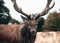 thatdeer_hooligan